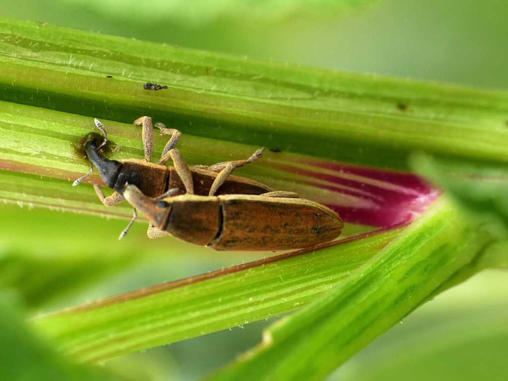 Nuove gallerie: insetti in accoppiamento